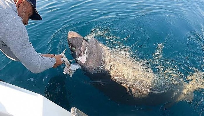 Saros Körfezi'nde Yarım Tonluk Köpek Balığı Yakaladılar