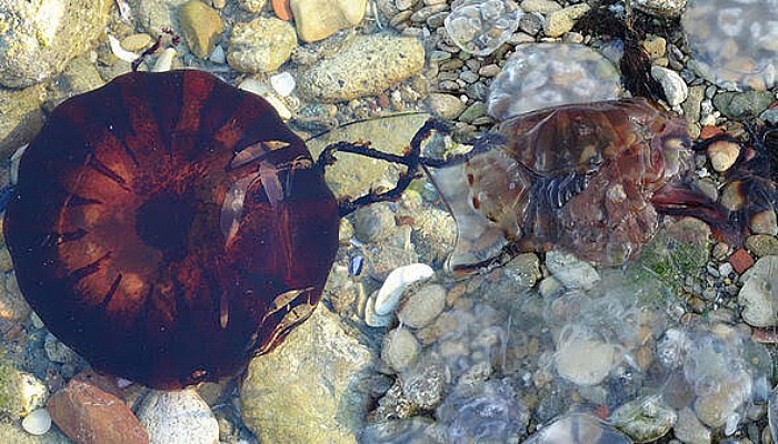 Çanakkale Boğazı'nda Zehirli Denizanaları Görüldü, Uzmanı Uyardı