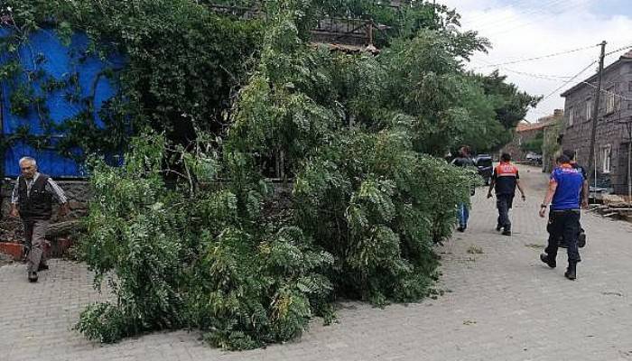 Ayvacık'ta Fırtına Çatıları Uçurdu, Ağaçları ve Direkleri Devirdi