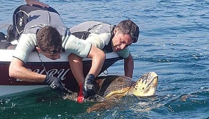 Ağa Takılan Caretta Caretta Kurtarıldı