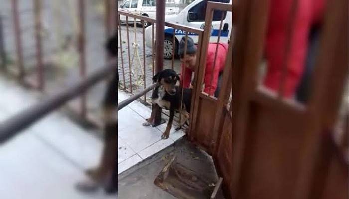 Demir Kapının Parmaklıklarına Sıkışan Köpeği, İtfaiye Kurtardı