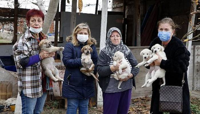 14 Yavru ve Annesine Sahip Çıkan Hayvanseverlerden, Şiddet Tepkisi