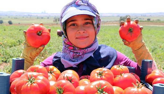 Çanakkale Domatesinde Lezzetin Sırrı; Rüzgar ve Toprak