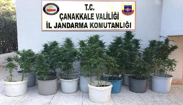 Bayramiç'te 123 Kök Hint Keneviri Ele Geçirildi