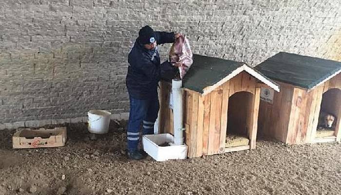 Biga Belediyesi Soğuk Havalarda Sokak Hayvanlarını Unutmadı