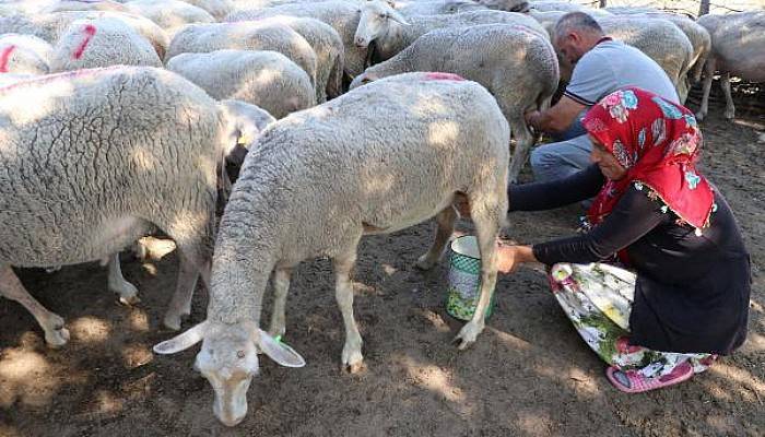 Çanakkale'de Koyun Sütü Veriminin Artırılması Projesi Çalışmalarına Başlandı