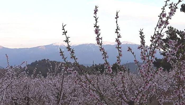 Kazdağı'nın Zirvesinde Kar, Eteklerinde Çiçekler