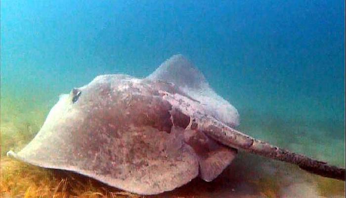 Çanakkale Boğazı’nda Devasa Vatoz Görüntülendi