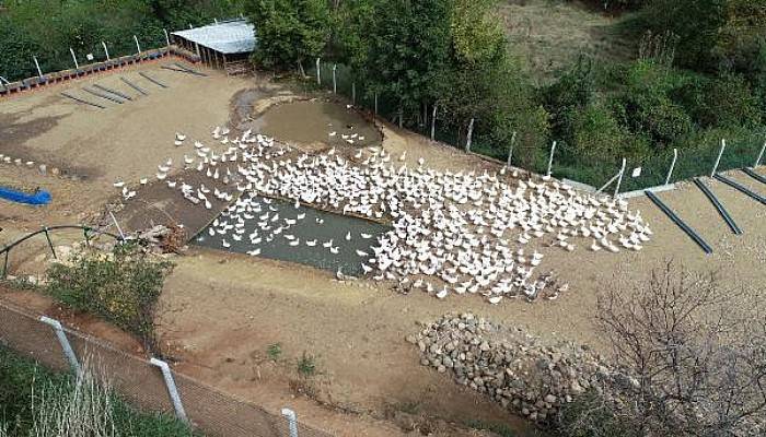 Kazdağları Eteklerinde Kaz Yetiştiriyorlar