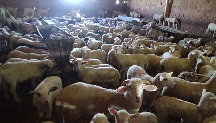 Koyunların Kuzularıyla Buluşması İlginç Görüntüler Oluşturdu