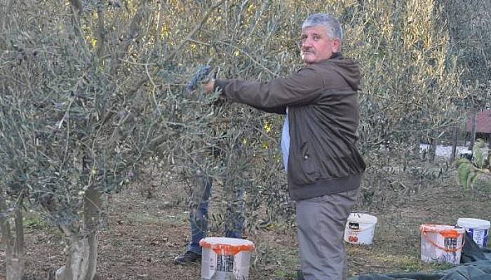 Kazdağları'nda Zeytin Sineği Ürünlerin Yüzde 80'ine Zarar Verdi