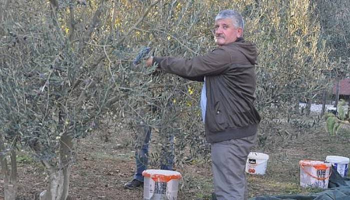 Kazdağları'nda Zeytin Sineği Ürünlerin Yüzde 80'ine Zarar Verdi