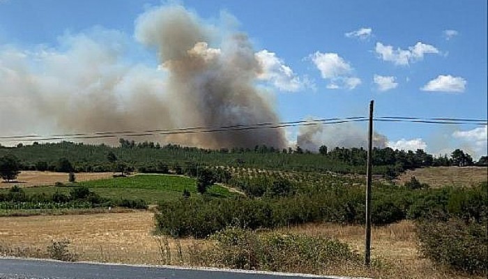 Bayramiç'te Orman Yangını