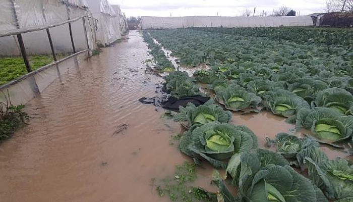 Biga'da Sağanak Günlük Yaşamı Olumsuz Etkiledi; Seraları Sular Altında Bıraktı