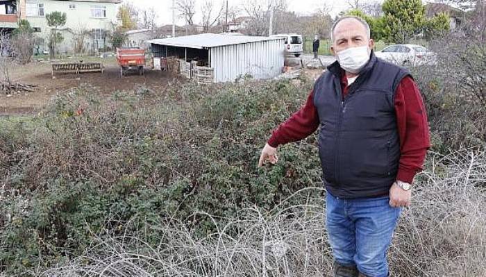 Sokak Köpeklerinin Saldırdığı Ağılda Nöbet Tutuyor