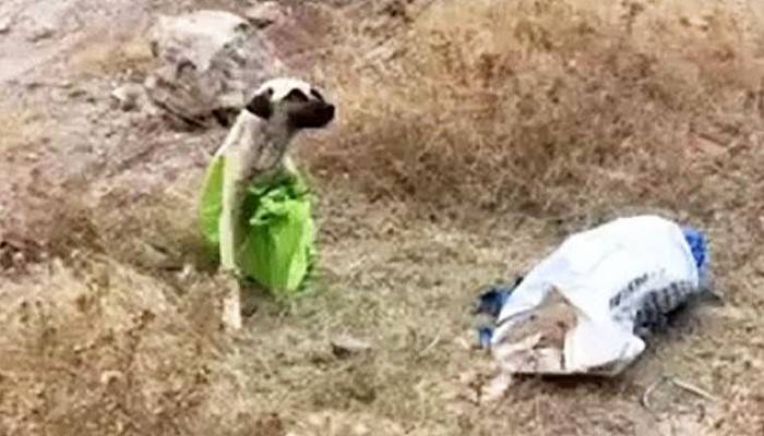 Köpeği Çuvala Koyup, Ağaçlık Alana Terk Ettiler