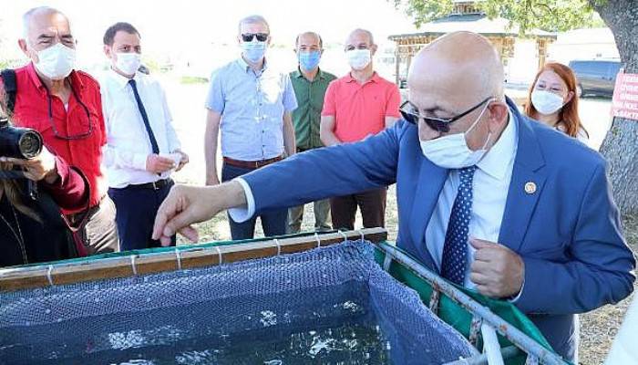 Çanakkale'de 10 Bin Çipura Yavrusu Denize Bırakıldı