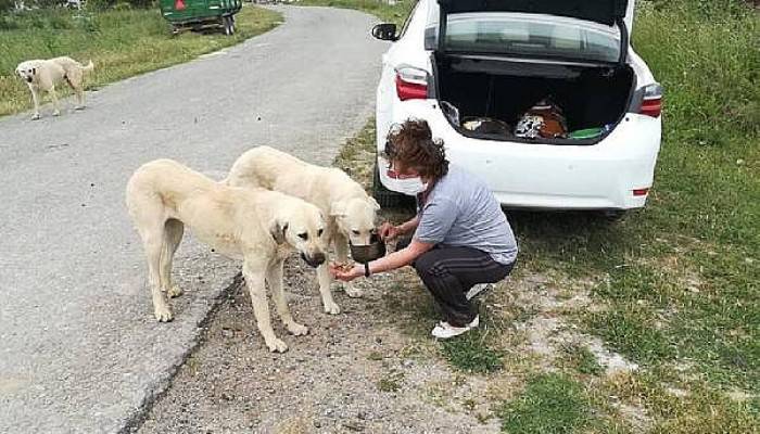 Gelibolu'da Kısıtlamada Sokak Hayvanları Unutulmadı