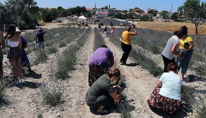 Tarihi Gelibolu Yarımadası'ndaki Lavantaların Hasadı Yapıldı