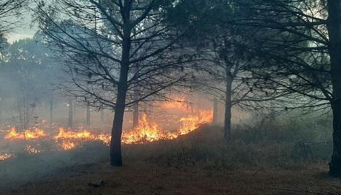 Biga'de Orman Yangını
