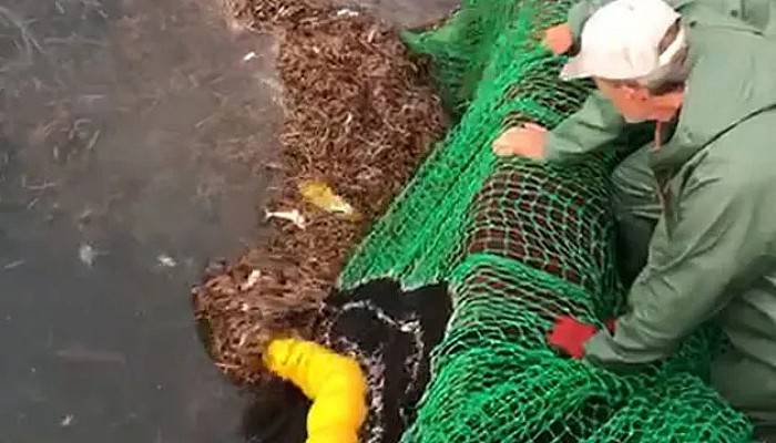 Ağlara Takılan Deniz Kaplumbağasını Böyle Kurtardılar