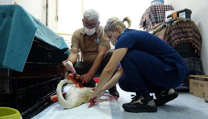 Yorgun Düşen Flamingo, Uçabilecek Duruma Gelince Doğaya Salınacak