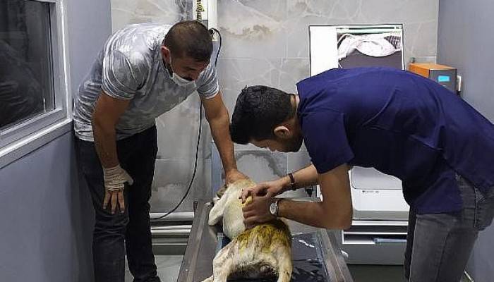 Av Tüfeğiyle Vurulan Sokak köpeği İçin İstanbul'dan Çanakkale'ye Gitti