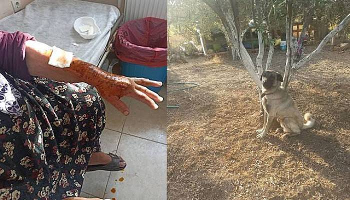 Bozcaada'da Kangal Kırması Köpek Tavukları Öldürüp, Ev Sahibine Saldırdı