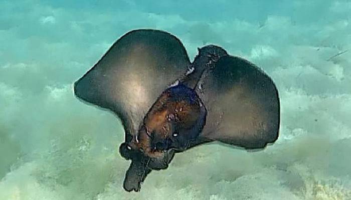 Çanakkale Boğazı'nda Deniz Tavşanlarını Çiftleşirken Görüntüledi