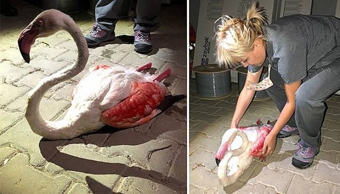 Çanakkale'de Yorgun Düşen Flamingo Tedaviye Alındı