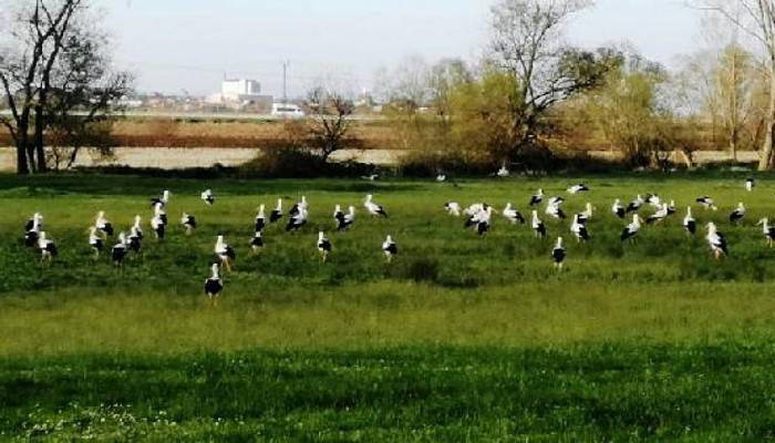 Göç Yolundaki Leylekler Biga'da Mola Verdi