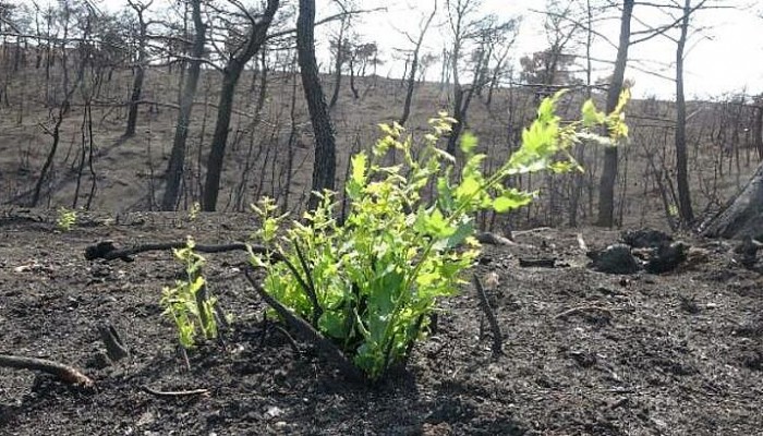 Çanakkale'de Yangından 1 Ay Sonra Bitki Örtüsü Yeniden Yeşermeye Başladı