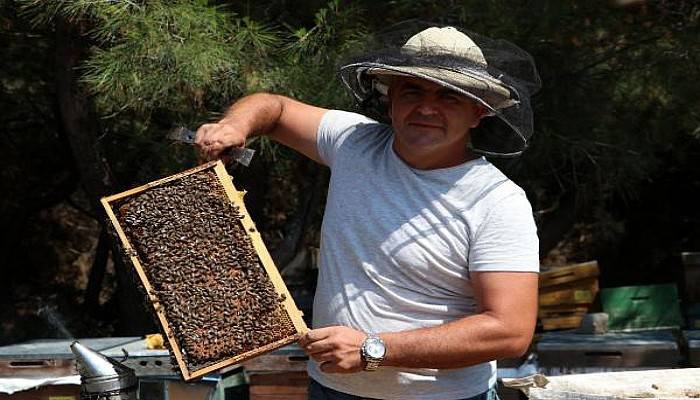 Gökçeada'da 'Damızlık Kraliçe Arılar' Üretiliyor