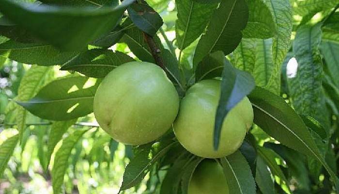 Bayramiç Beyazı, Avrupa Birliği'nde Tescillendi