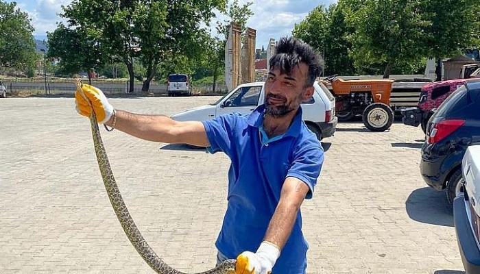 Otomobilin Motorunda Yakalanan Yılan, Doğal Ortamına Salındı