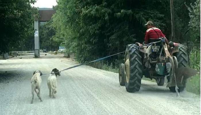 İki Köpeğini Traktöre Bağlayıp Götürdü