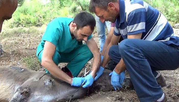 Köylülerin Bulduğu Yaralı Eşeğin Tedavisine Başlandı