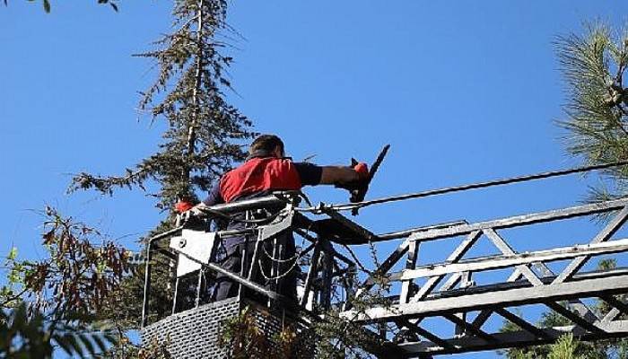 Ağaçta Mahsur Kalan Kediyi İtfaiye Ekipleri Kurtardı