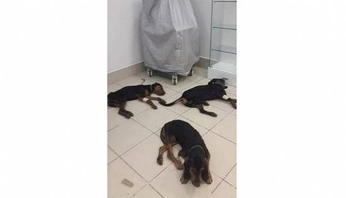 Avcıların Veterinere Götürdüğü Zehirlenen 4 Köpek Yaşatılamadı