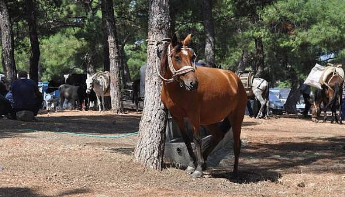 Bayramiç Panayırı'nda At ve Eşekler Satışa Çıktı