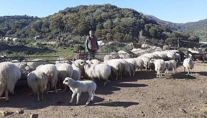 Gökçeada'nın 'Özgür Koyun'ları