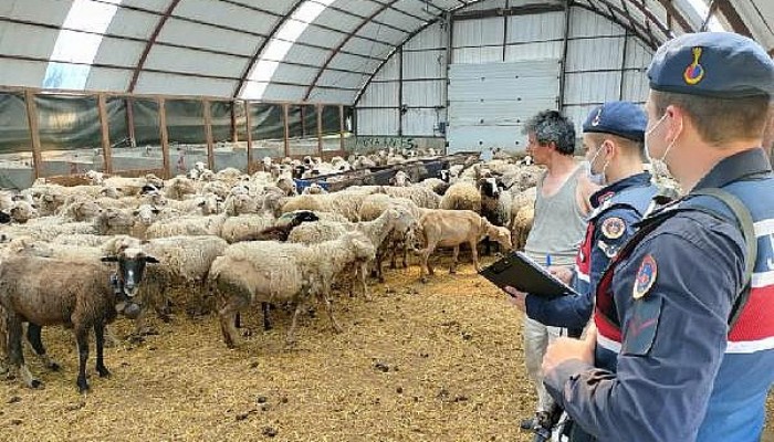 Çoban, Çalıştığı Çiftlikten 13 Koyun Çaldı