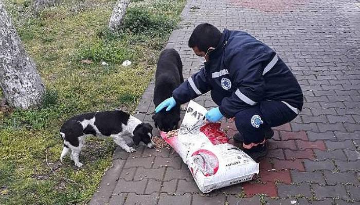 Biga'da Belediye Hayvanlar İçin Sokaklara Mama Bıraktı