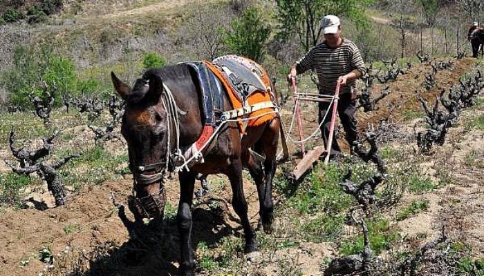 Traktör Girmeyen Bağlar, Atlarla Sürülüyor