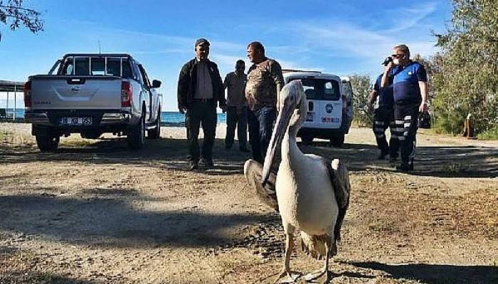 Yorgun Düşüp Gelibolu'ya İnen Pelikan, Yeniden Doğal Ortamına Salındı