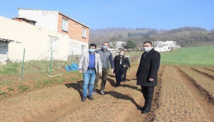 Çan Belediyesi Salep Fidelerinin Gelişimini Tarım Müdürlüğü ile Birlikte Takip Ediyor