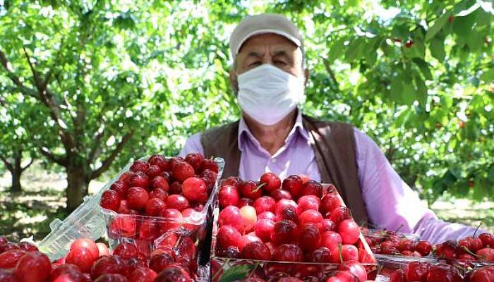 Lapseki'de Erkenci Kiraz Hasadı Başladı