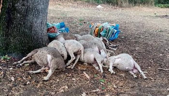Biga'da Yıldırım Düştü; Ağaç Altındaki 13 Koyun Öldü