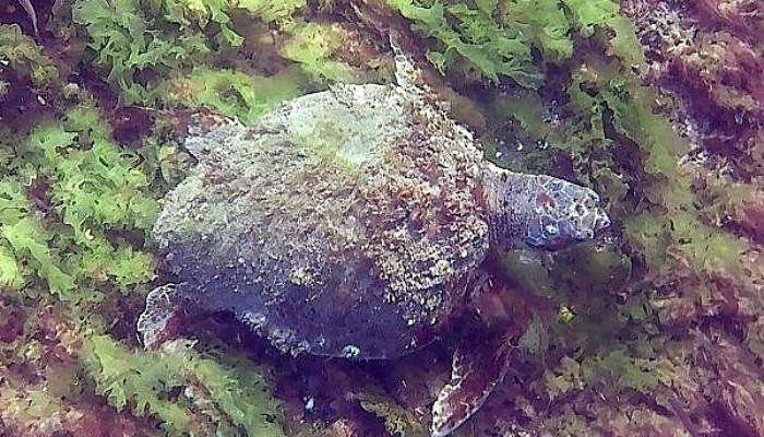 Çanakkale Boğazı'nda Deniz Kaplumbağası Görüntülendi