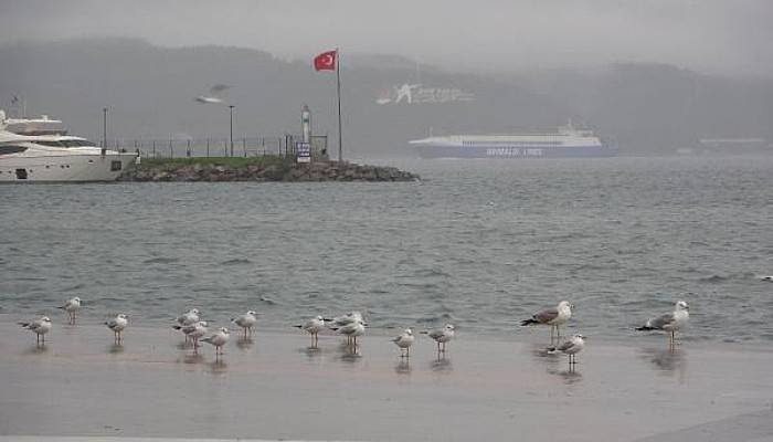 Çanakkale'de Kısıtlamada Kordon Boyu, Martılara Kaldı